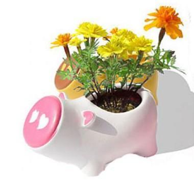 长生花 百度百科