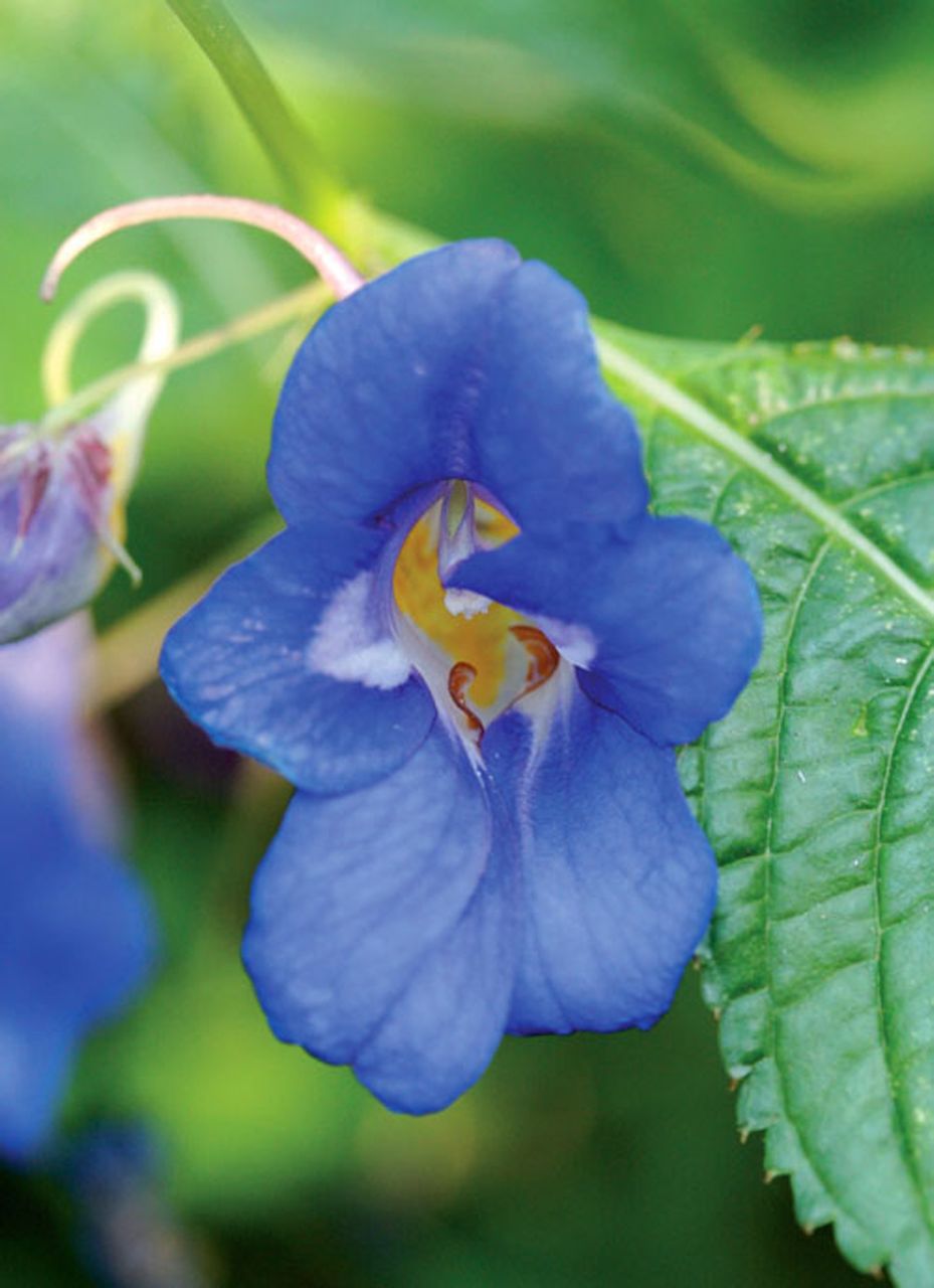  p>蓝钻凤仙花(blue diamond impatien,学名impatiens namchabarwe
