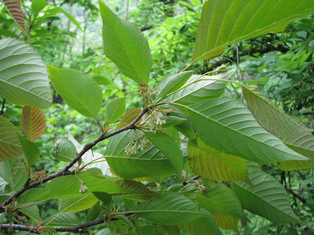 是领春木科,领春木属落叶 a target="_blank" href="/item/灌木