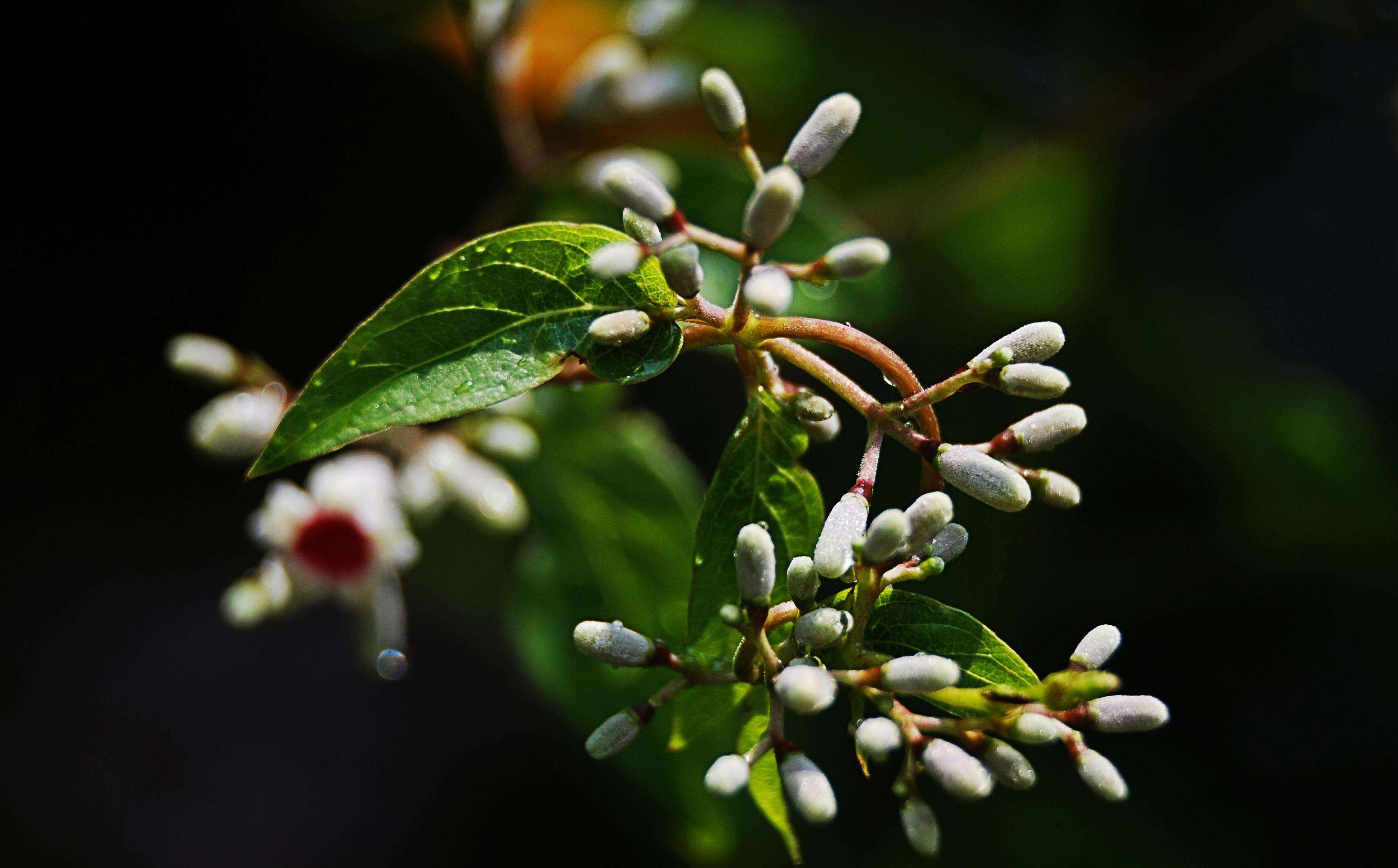 是茜草科,鸡屎藤属藤状 a target="_blank" href="/item/灌木