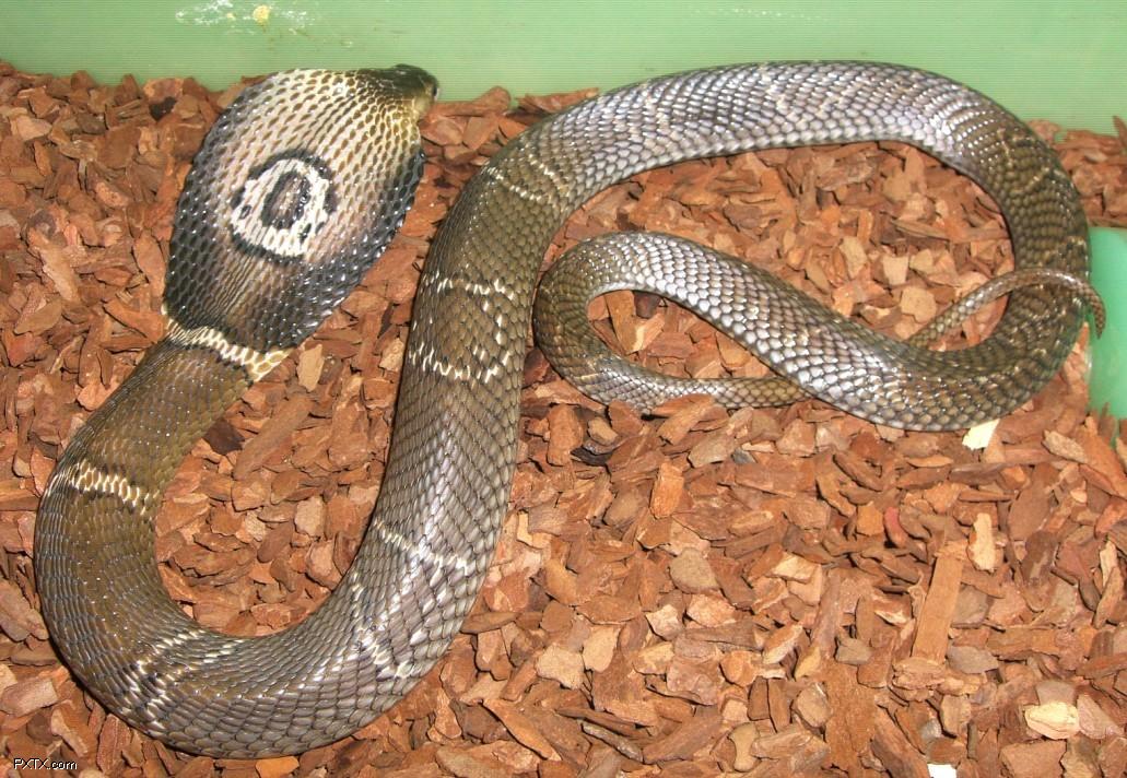 眼镜蛇孟加拉亚种