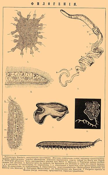  p>单胚动物门,又称 a target="_blank" href="/item/胚叶动物门
