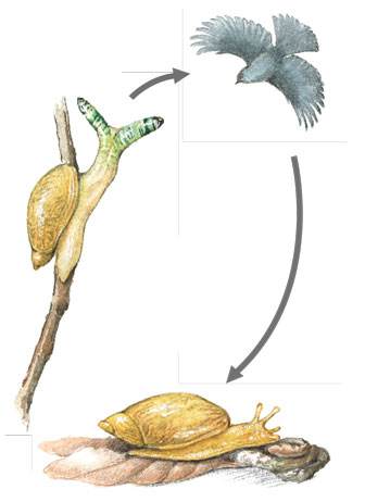  p>僵尸蜗牛指的是被彩蚴吸虫属寄生虫(leucochloridium paradoxum)