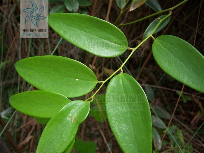 ">菝葜属 /a>植物,攀援灌木,茎长3-9米,枝条有时稍带四稜形,无刺