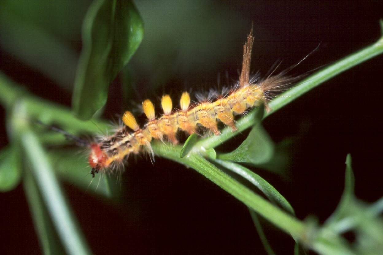  p>绿豆虫学名 a target="_blank" href="/item/象甲/1377210" data