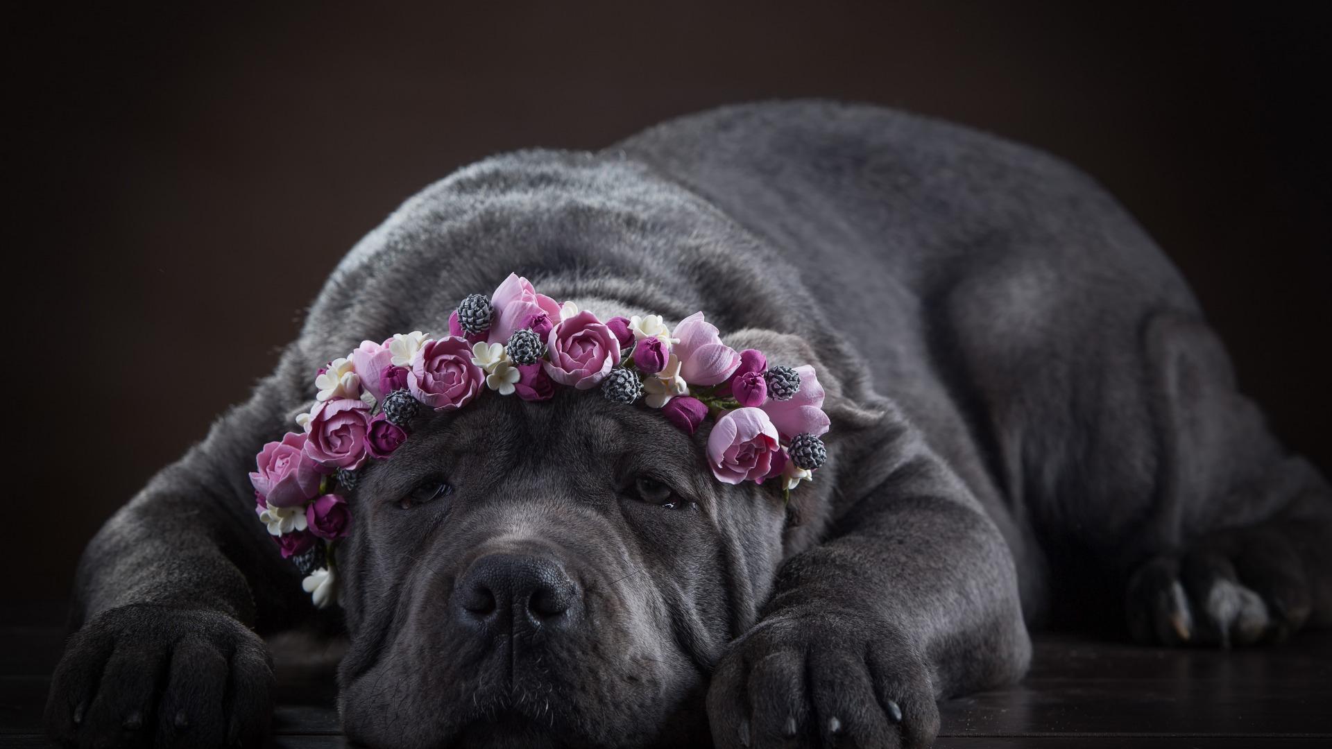 意大利护卫犬