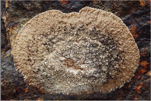  p>中国腐霉,藻状菌纲霜霉目腐霉科. /p>