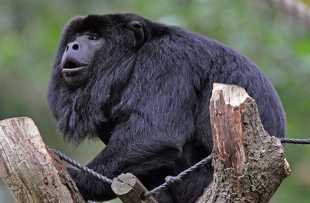 black-and-gold howler monkey