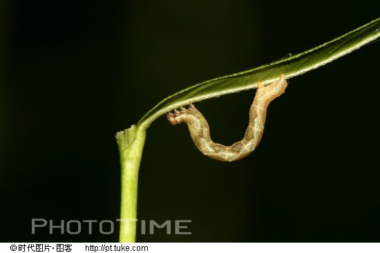  p>尺蠖(chǐ huò), a href="#" data-lemmaid="4339231">尺蛾 /a>的