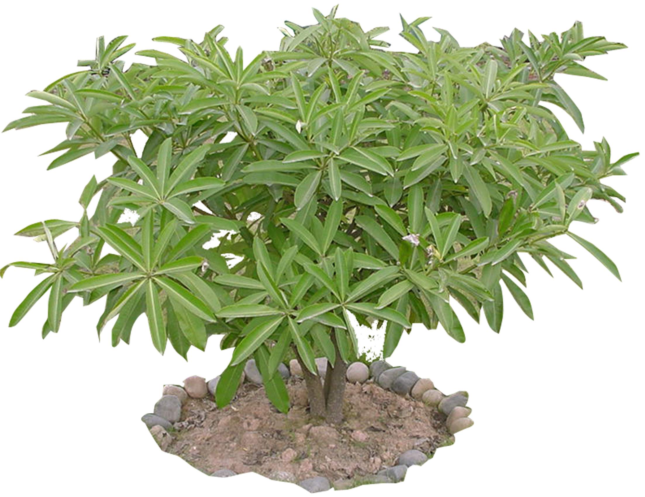  p>阔叶树:叶子宽阔的树.