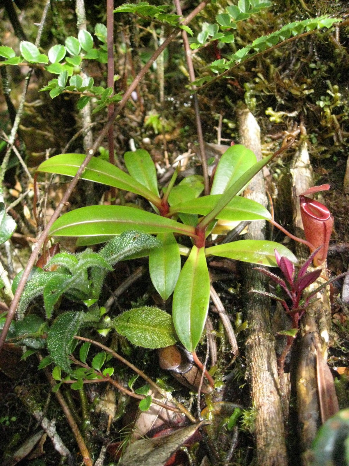  p>贾桂琳猪笼草是 a target="_blank" href="/item/苏门答腊/3445219