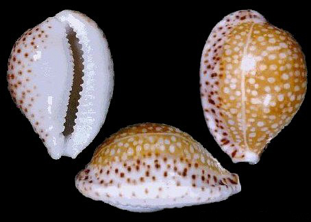  p>满天星宝螺(学名:cribrarula gaskoinii gaskoinii)是腹足纲宝螺科