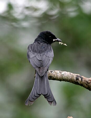  p>黑卷尾普通亚种(学名:dicrurus macrocercus cathoecus )是 a