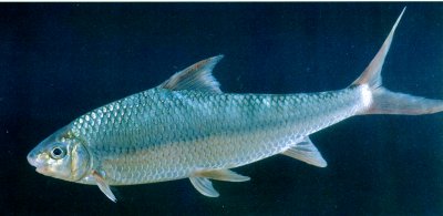  p>白甲鱼是一种鲤科,白甲鱼属类生物,又称瓜溜