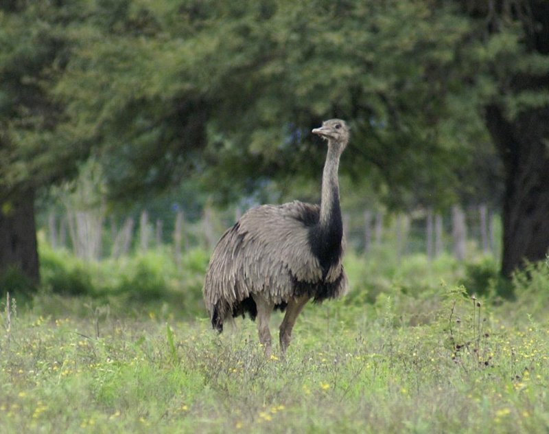  p>大美洲鸵阿根廷亚种(学名:rhea americana albescens )是美洲鸵鸟