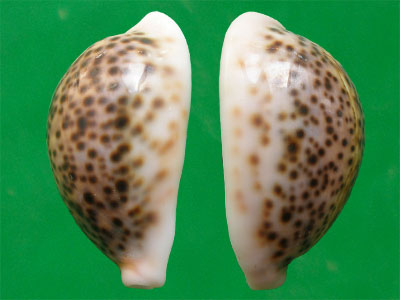  p>花豹宝螺(学名:cypraea pantherina )是腹足纲宝螺科的软体动物.