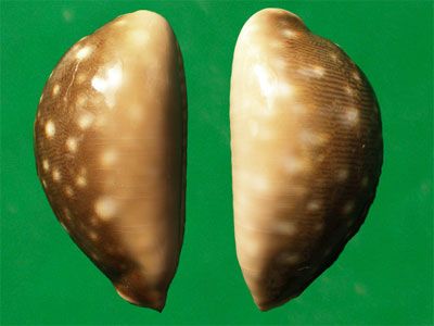  p>白星宝螺(学名:lyncina vitellus vitellus)是腹足纲宝螺科的 a