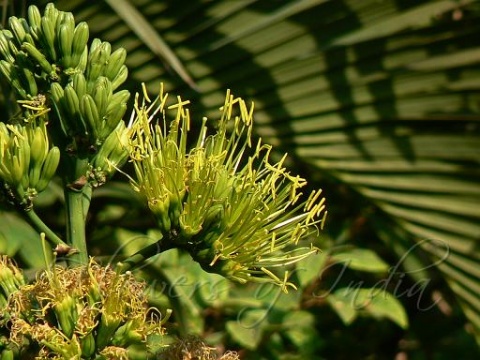  p>马盖麻(学名:agave cantula roxb.