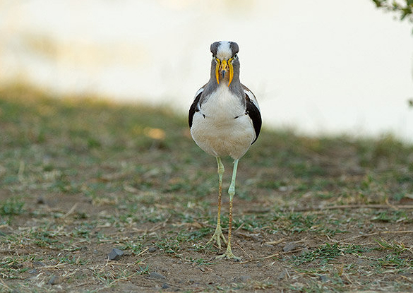  p>白头麦鸡(学名:vanellus albiceps)属于中型 a target="_blank"