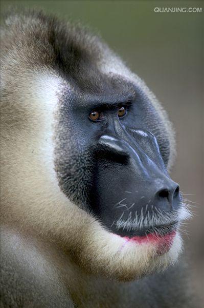 mandrillus leucophaeus