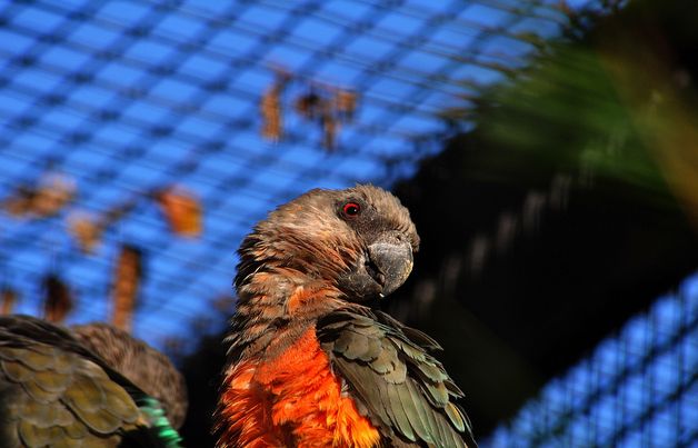  p>红腹鹦鹉(学名: i>poicephalus rufiventris /i>)仅有2个 a href="