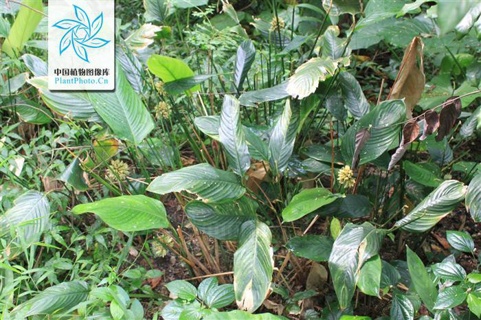  p>柊叶属(拉丁学名: i>phrynium /i> willd.