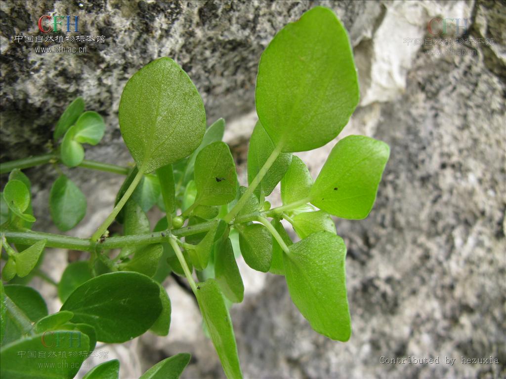  p>波缘冷水花(学名: i>pilea cavaleriei /i> levl.