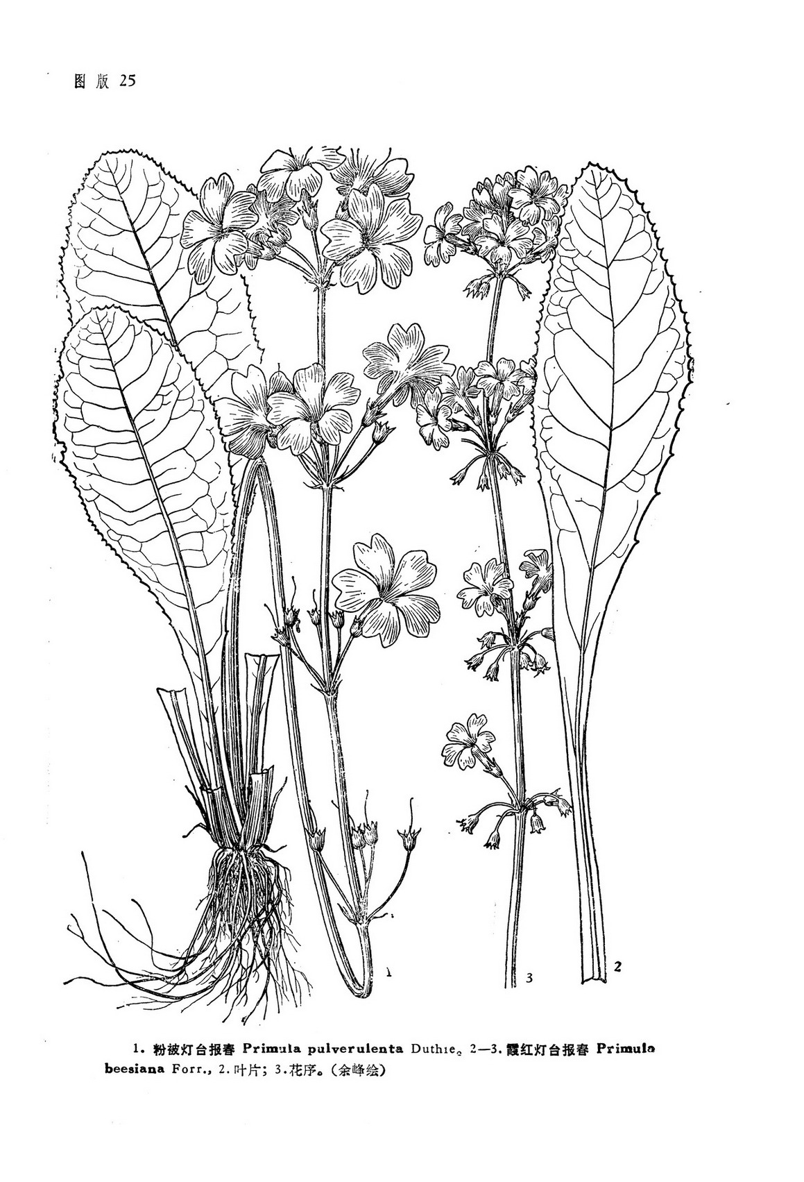 primula beesiana forr.