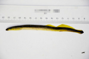  p>东北七鳃鳗,别名七星子.