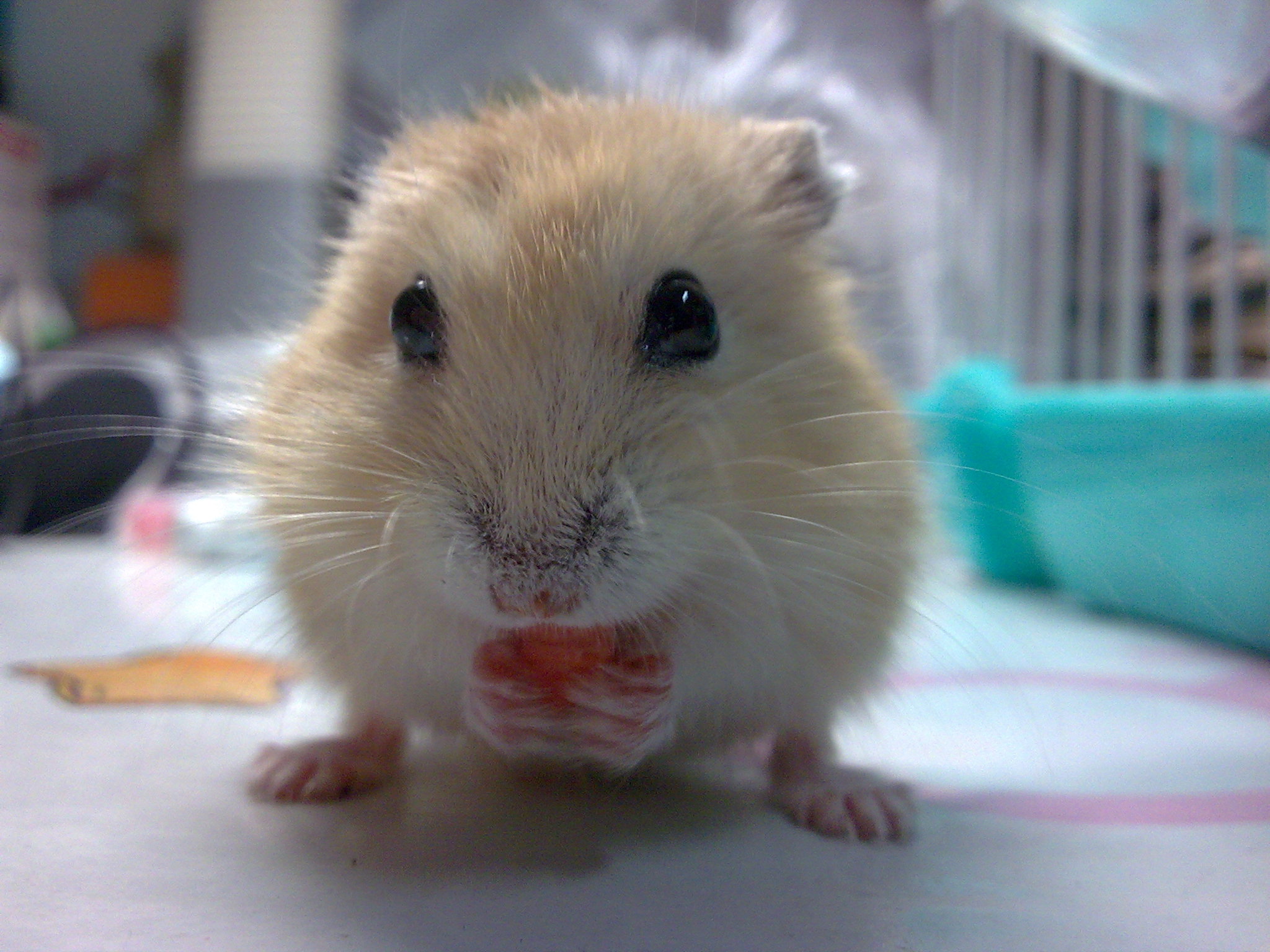  p data-id="gnwswt8o1p">仓鼠在冬天随着阳光的照射毛色会有一半野生