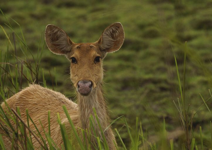  p>泽鹿(学名: i>rucervus duvaucelii /i>)