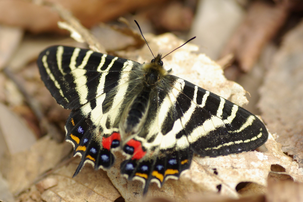  p>虎凤蝶(学名:luehdorfia puziloi)是虎凤蝶属的 a href="#" data