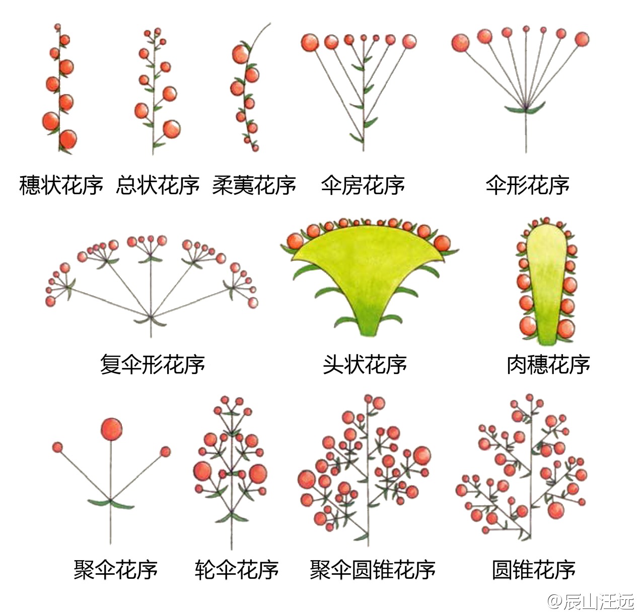 k8qqt">被子植物的花,有的是单朵花单生于枝的顶端或叶腋处,称单生花