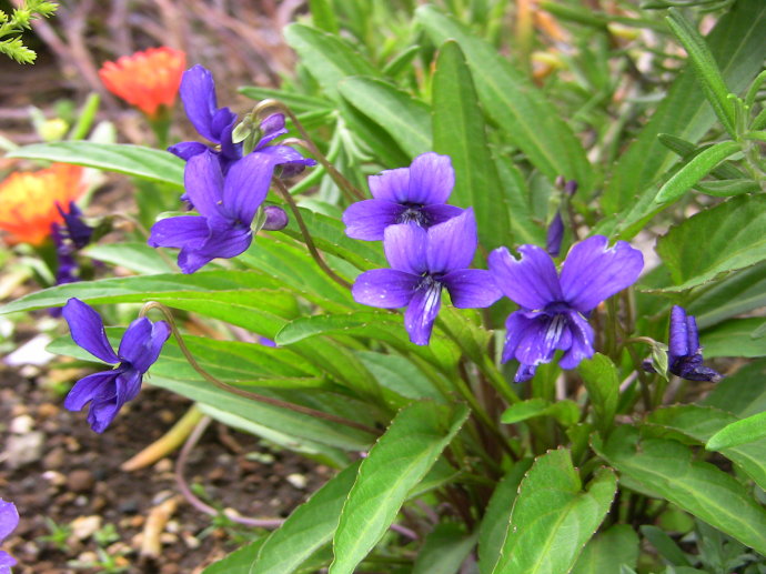  p>紫花地丁(学名: i>viola philippica /i>),别名野堇菜,光瓣堇菜等.