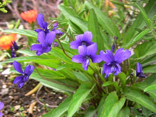 紫花地丁 堇菜科堇菜属植物 百度百科