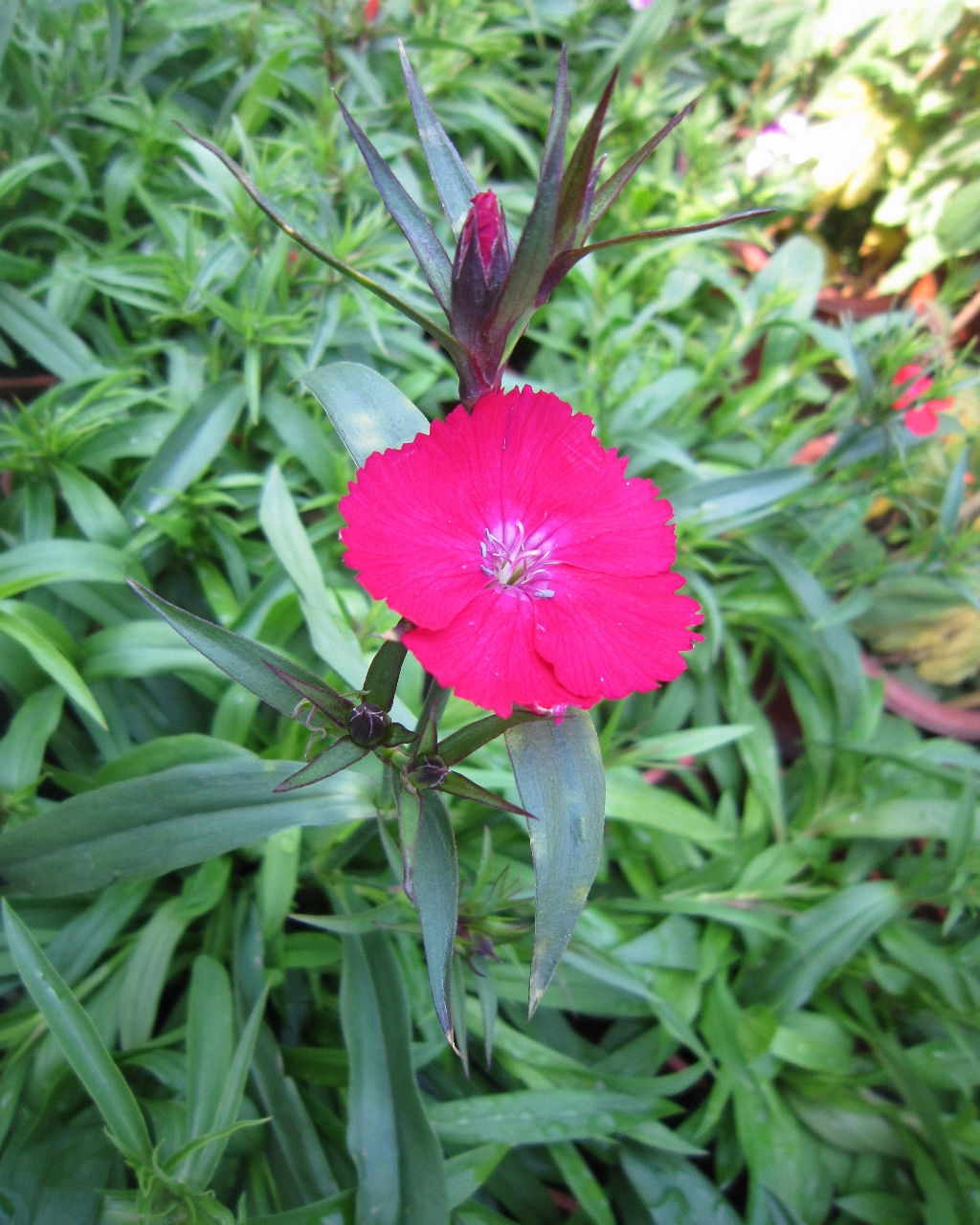  p>石竹,别名:兴安石竹,北石竹,钻叶石竹,蒙古石竹,丝叶石竹,高山石竹