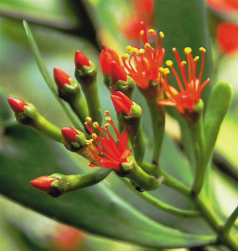  p>红榄李(学名: i>lumnitzera littorea /i> (jack) voigt)是使君子