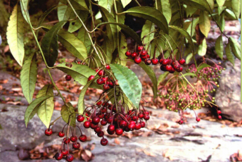  p>郎伞木,中药名.