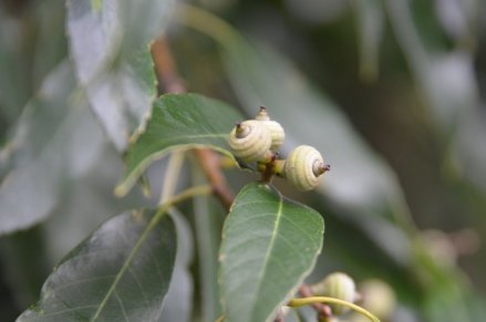 青冈（壳斗科栎属植物）_百度百科