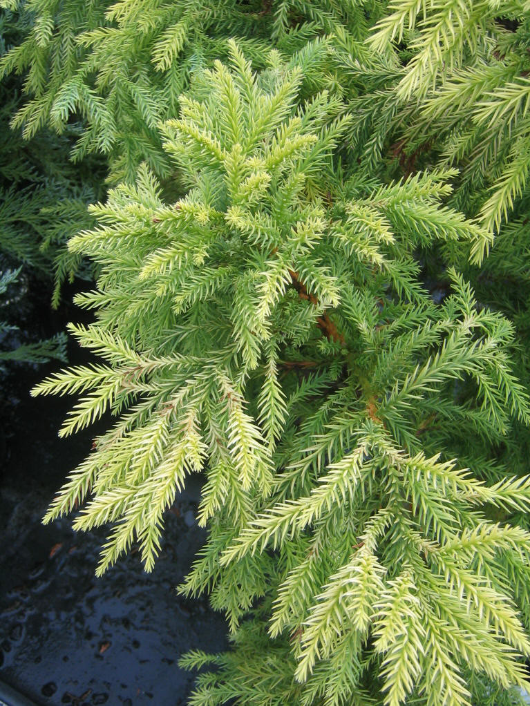  p>日本柳杉(拉丁学名: i>cryptomeria japonica  /i>(l. f.) d.
