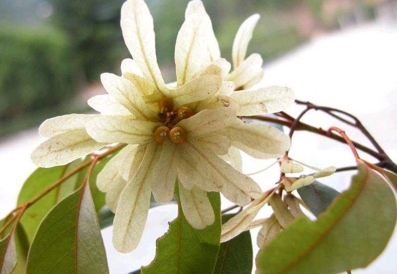  p>少叶黄杞(学名: i>engelhardtia fenzlii /i> merr.