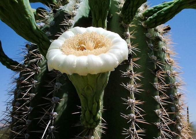  i>carnegiea gigantea /i>):是仙人掌科,巨人柱属中唯一的 a target=