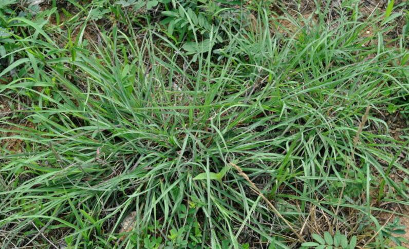 bothriochloa ischaemum (l.) keng