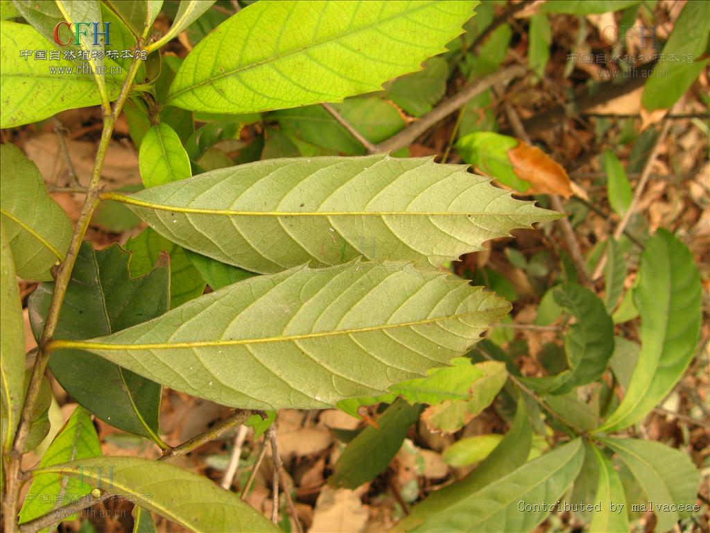  p>柯属(学名: i>lithocarpus /i>)是 a target="_blank" href="/item