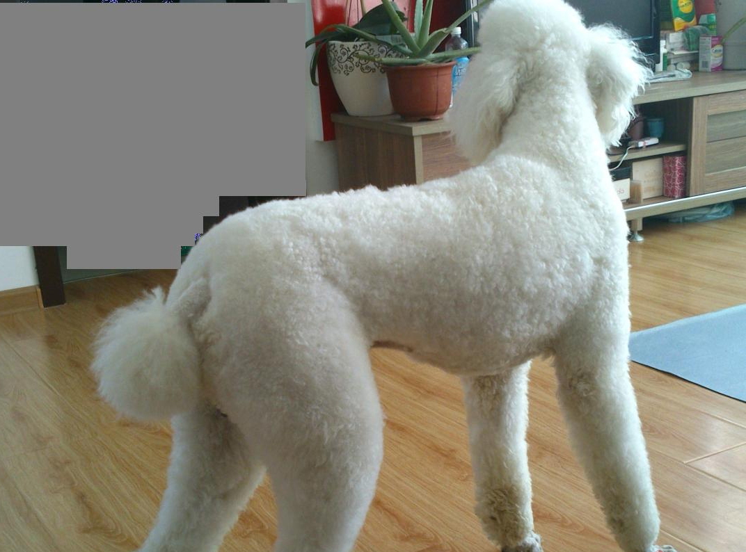 贵宾巨型犬