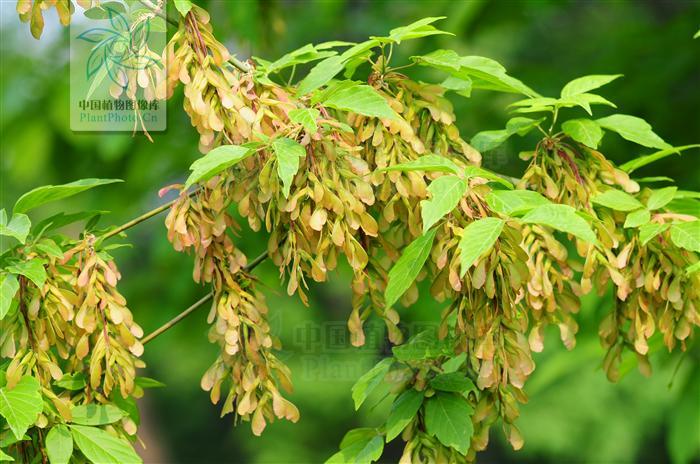 是槭树科下的一个属.乔木或灌木,落叶或常绿.