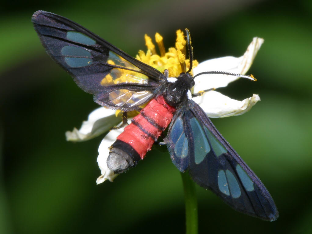  p>透翅蛾( i>aegeriidae) /i>鳞翅目(lepidoptera) a href="#" data