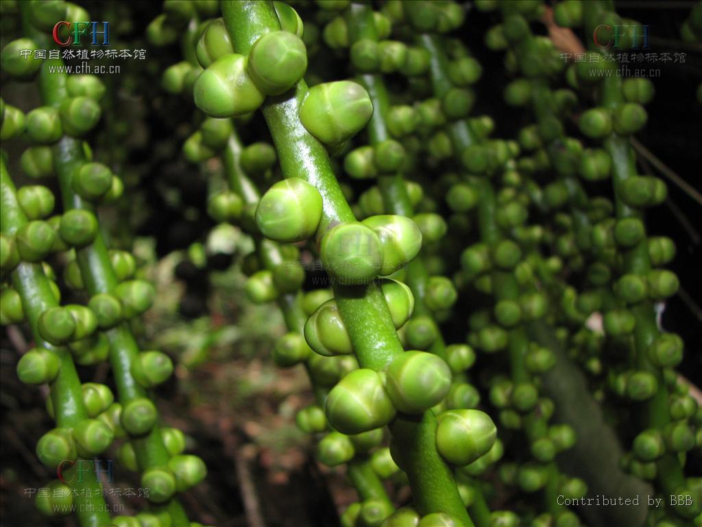  p>桄榔属(学名:arenga labill.