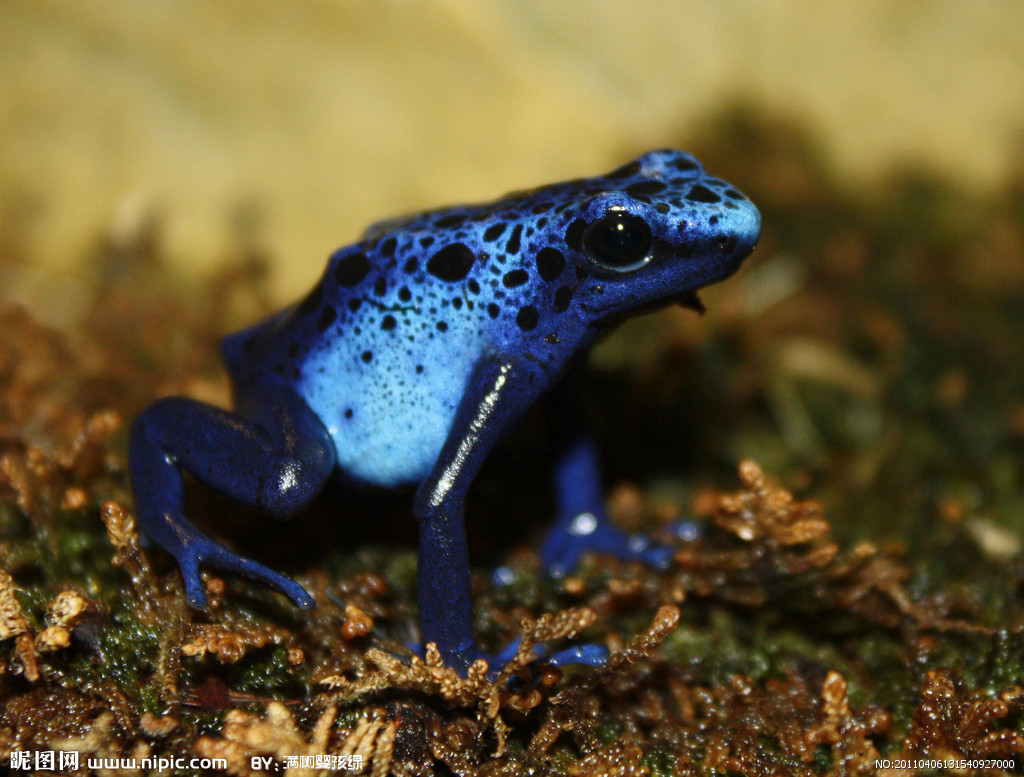 蓝色毒镖蛙