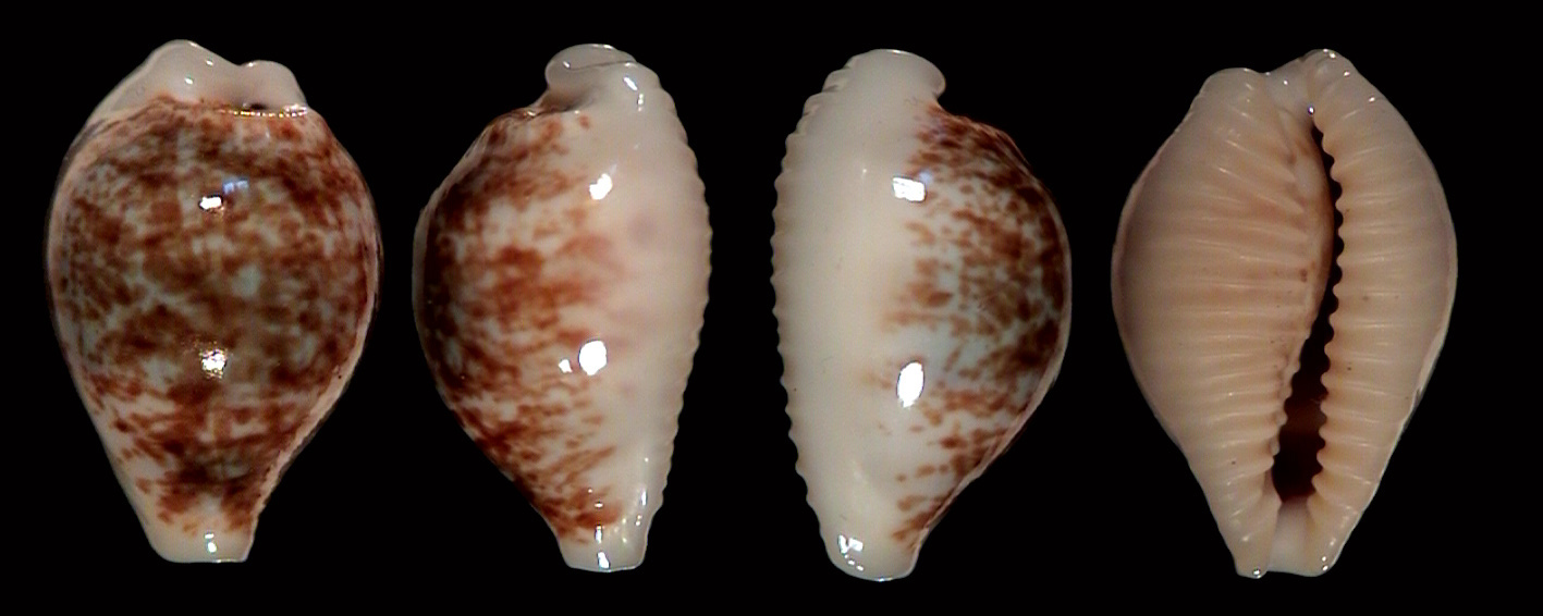  p>厚重宝螺(学名:lyncina sulcidentata sulcidentata)是腹足纲宝螺